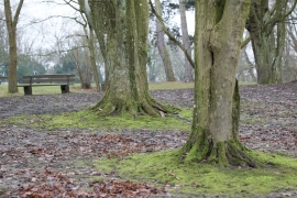 Canon-R1_0653_Capture-One_Faithful-picture-style