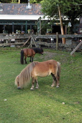 Canon-R1_5475_Capture-One_Faithful-picture-style