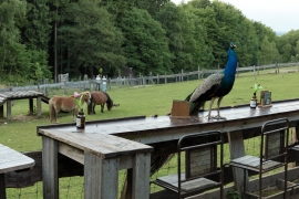 Canon-R1_5494_Capture-One_Faithful-picture-style