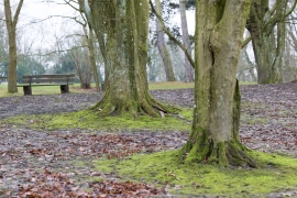 R1_0653_lightroom_faithful-picture-style