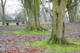 Canon-R1_0653_Capture-One_Landscape-picture-style