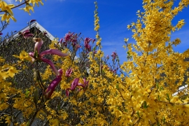Canon-R1_3554_Capture-One_Landscape-picture-style