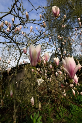 Canon-R1_3610_Capture-One_Landscape-picture-style