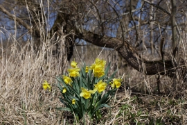 Canon-R1_2945_Capture-One_Neutral-picture-style