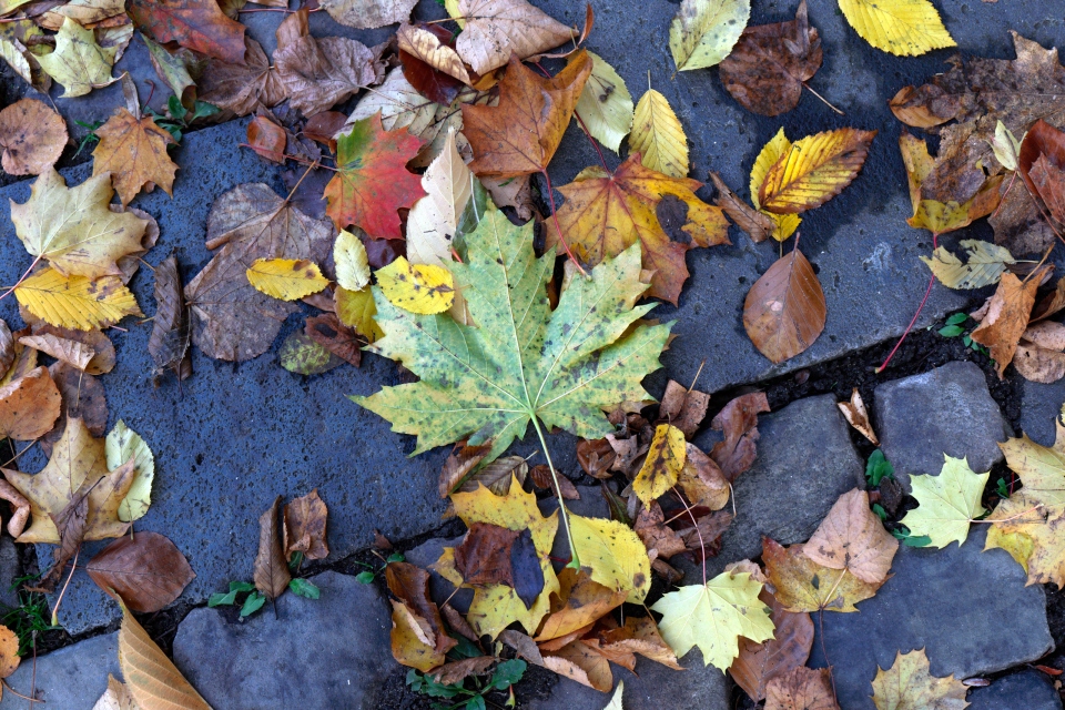 006_Capture-One_Canon-R3-Camera-Standard