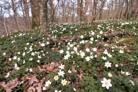 Canon-R5_1560_Capture-One_Camera-Faithful-2400