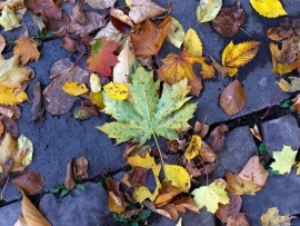 R52_8689_Capture-One_Canon-R5Mk2-Camera-Standard