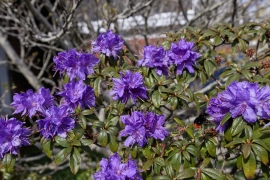 Canon-R5_2314_Capture-One_Standard-picture-style