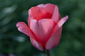 Canon-R5_2439_Capture-One_Standard-picture-style
