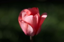 Canon-R5_2450_Capture-One_Standard-picture-style