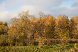 Canon-R5_4830_Capture-One_Standard-picture-style