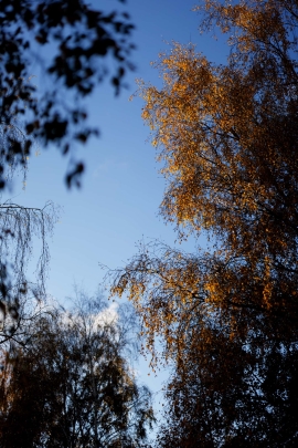 Canon-R5_4848_Capture-One_Neutral-picture-style