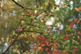 Canon-R5_4854_Capture-One_Standard-picture-style