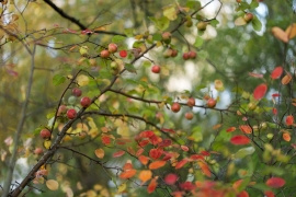 Canon-R5_4854_Capture-One_Standard-picture-style
