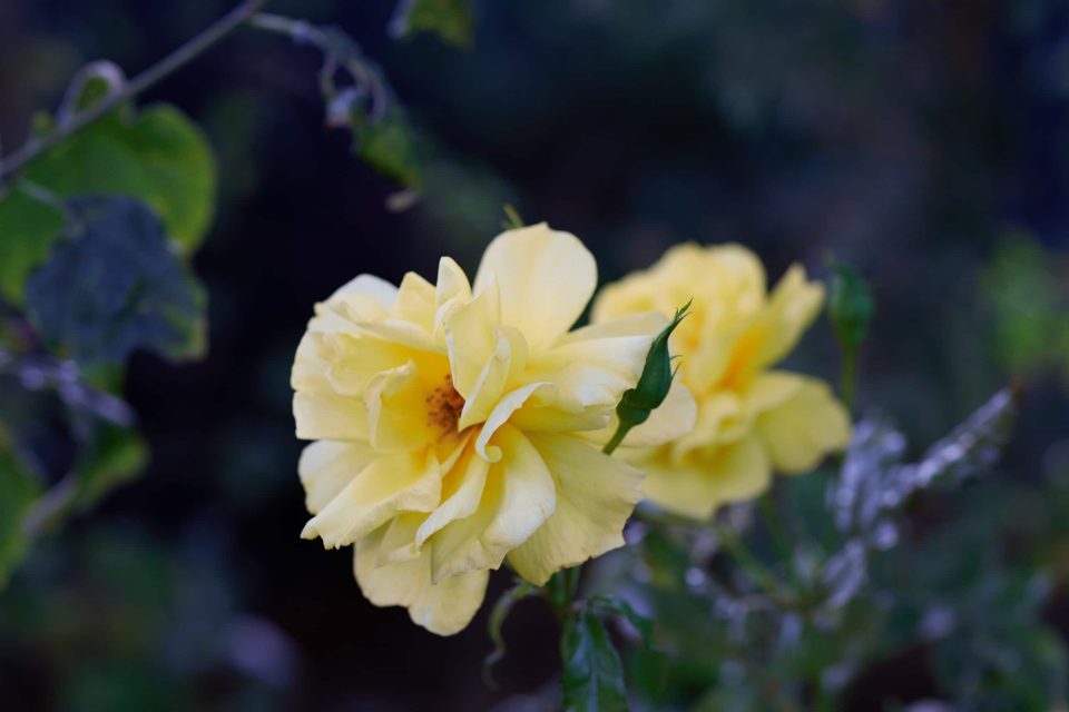 MG_3514_Capture-One_Canon-R50-Camera-Landscape