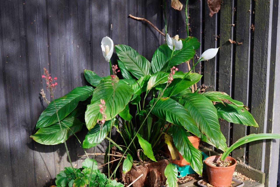 MG_3662_Capture-One_Canon-R50-Camera-Landscape