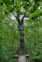 hainich846