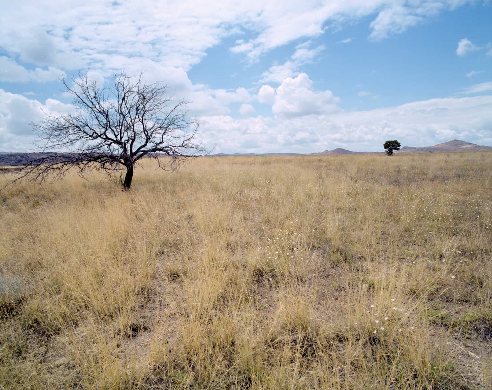 0066-cappadocia-tree
