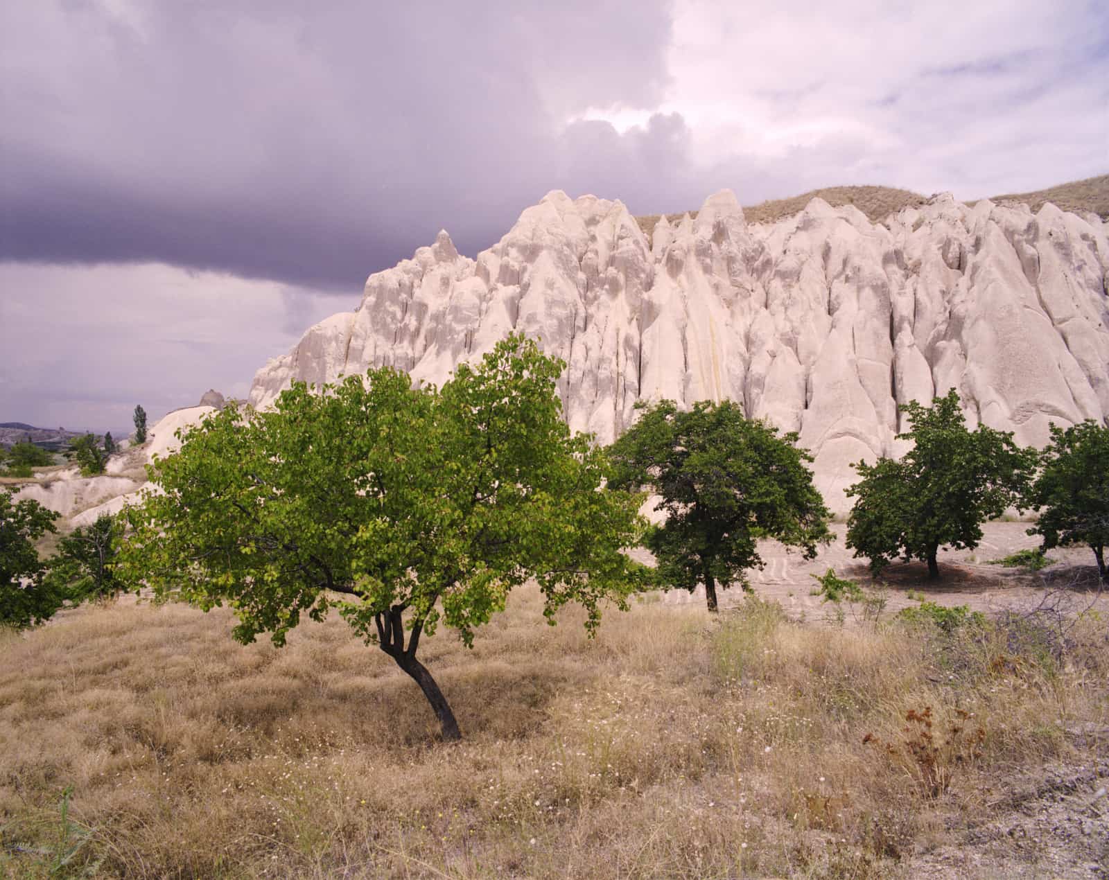 apricot-trees-cappadocia