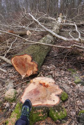 Ett av tusentals fällda träd i Sisjön skog.