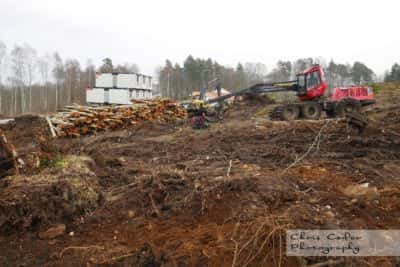 Sisjön Sisjödal kalhygge