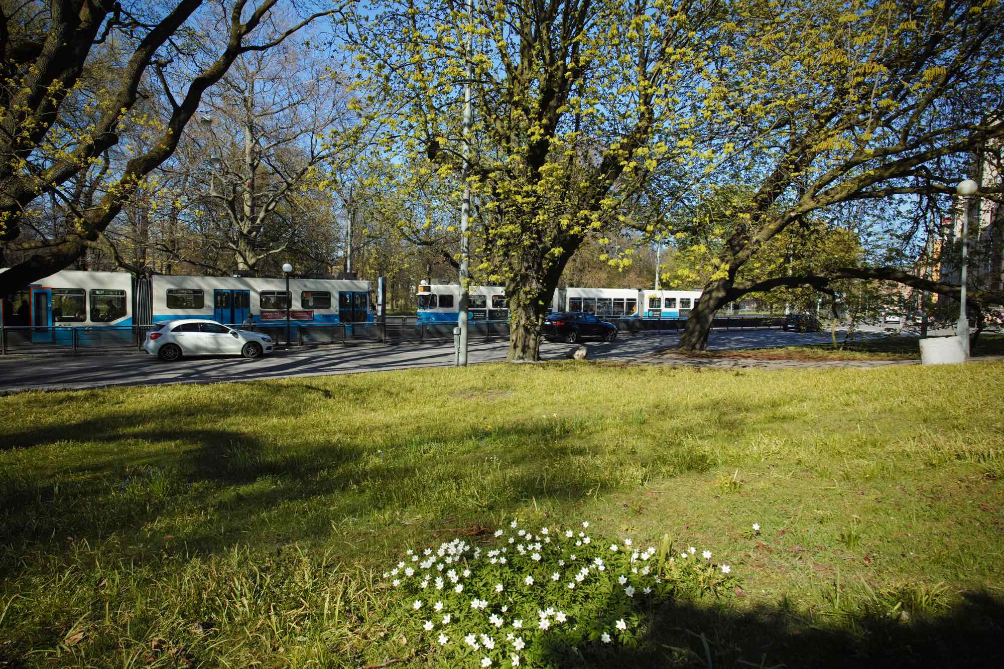 Träd hotas av Västlänken