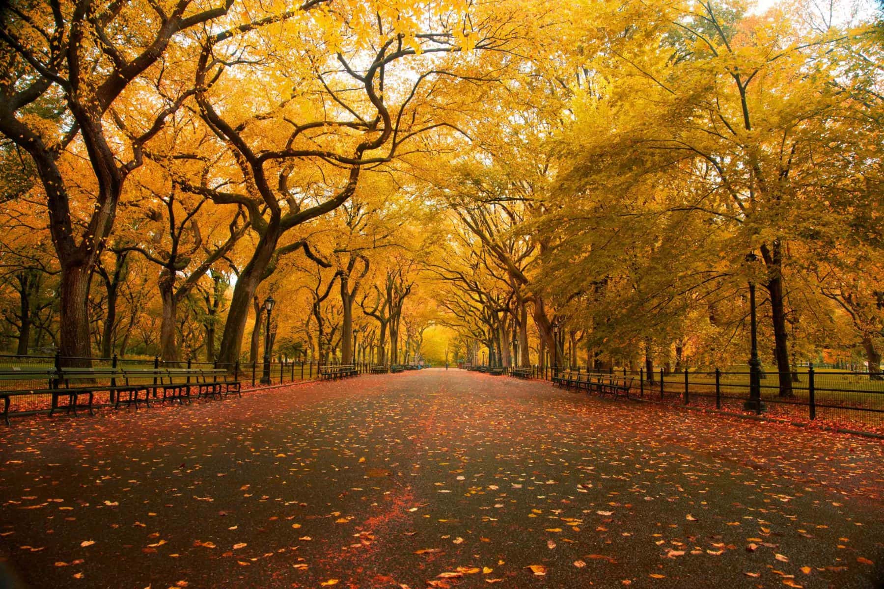 almallé i New Yorks Central Park 