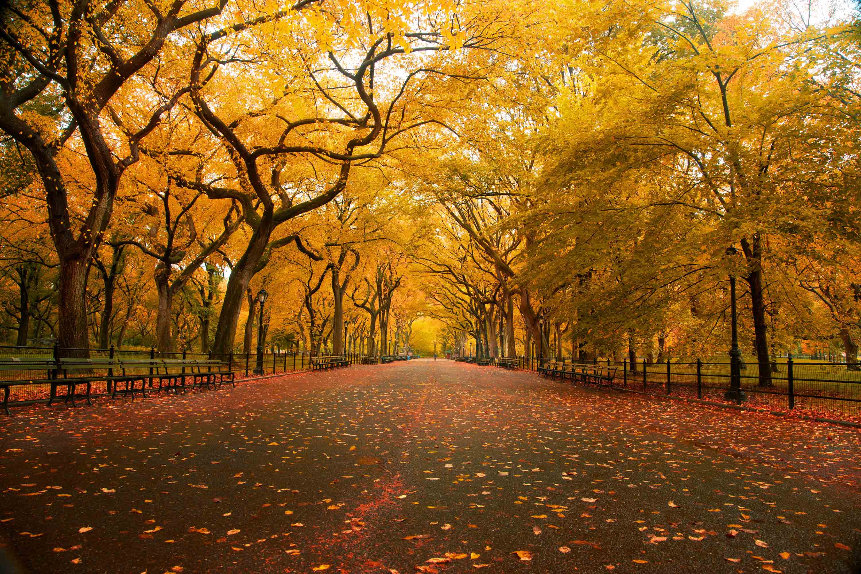 almallé i New Yorks Central Park