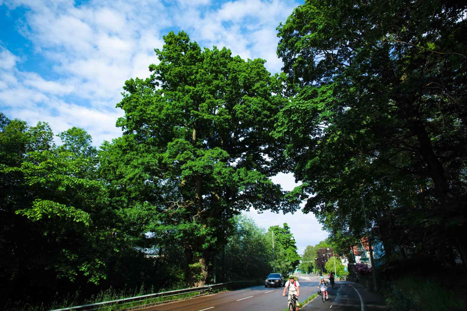 Gränseken - Göteborgs största träd