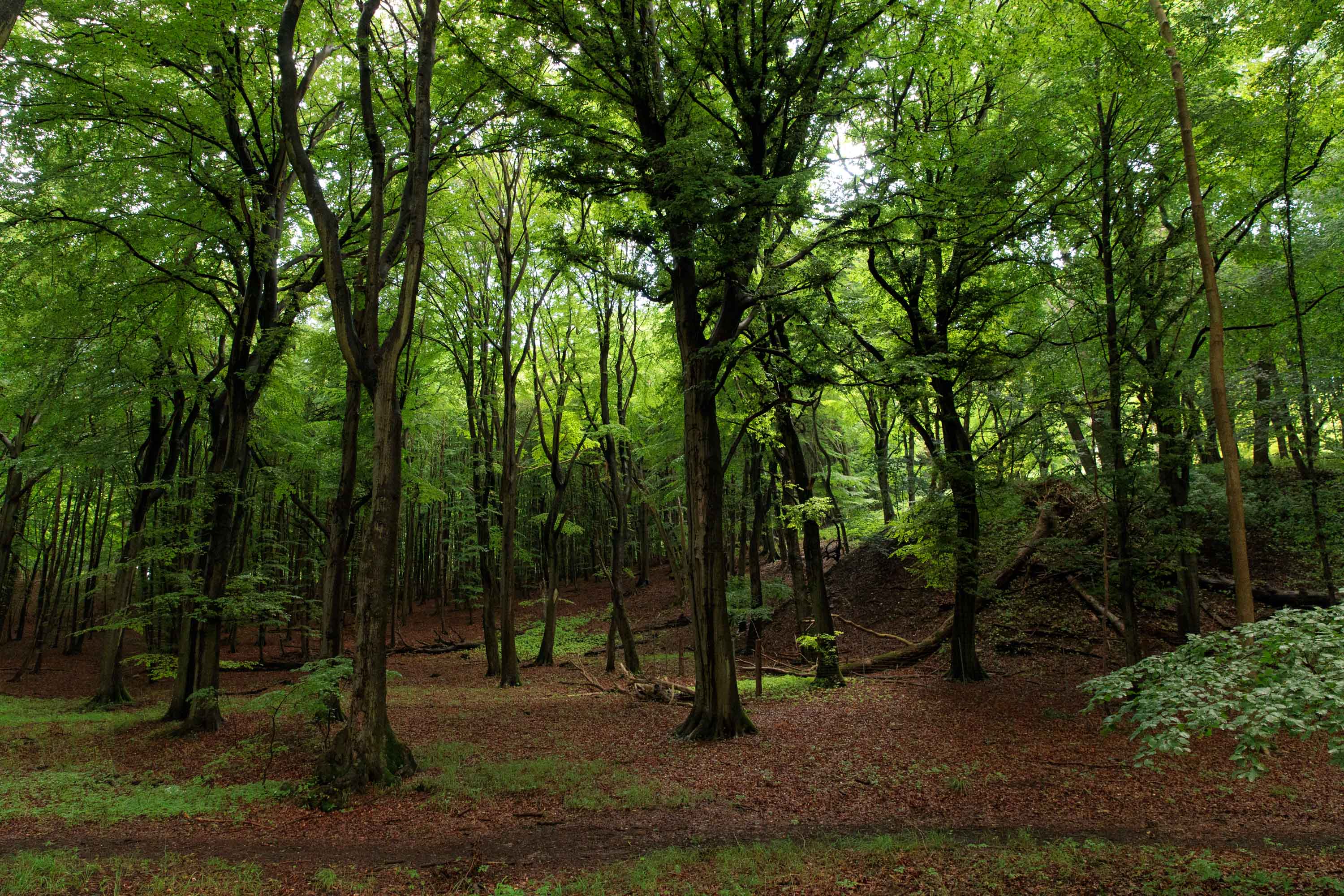 bokskog i Jasmunds nationalpark på Rügen