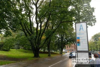 Träd i Haga som hotas av Västlänken