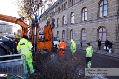Västlänkens trädflytt
