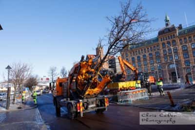 Träd flyttas under Västlänkenbygget