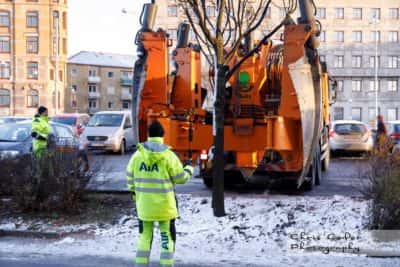 Västlänkens trädflytt