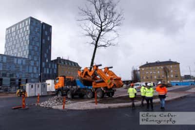 Flytt av träd under Västlänken