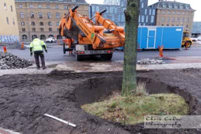 Trädflytt i Göteborg