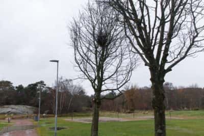 Flyttade träd på det vindpinade Askimsbadet