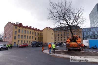 Flytt av träd under Västlänken