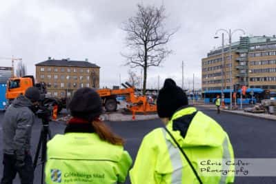 Flytt av träd under Västlänken