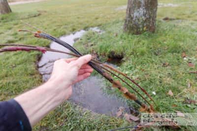 Flyttat träd på Askimsbadet