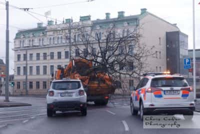 Flytt av träd under Västlänken
