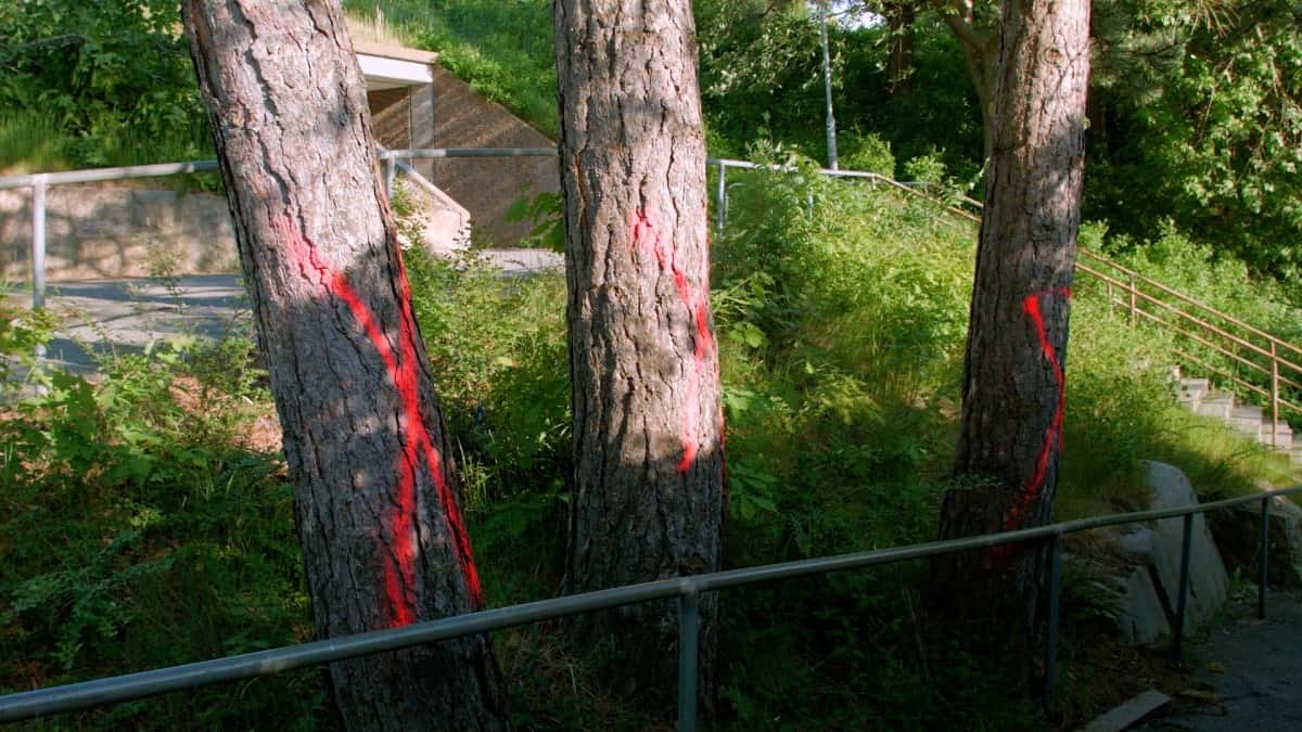 Trädfällning under häckning i Göteborg