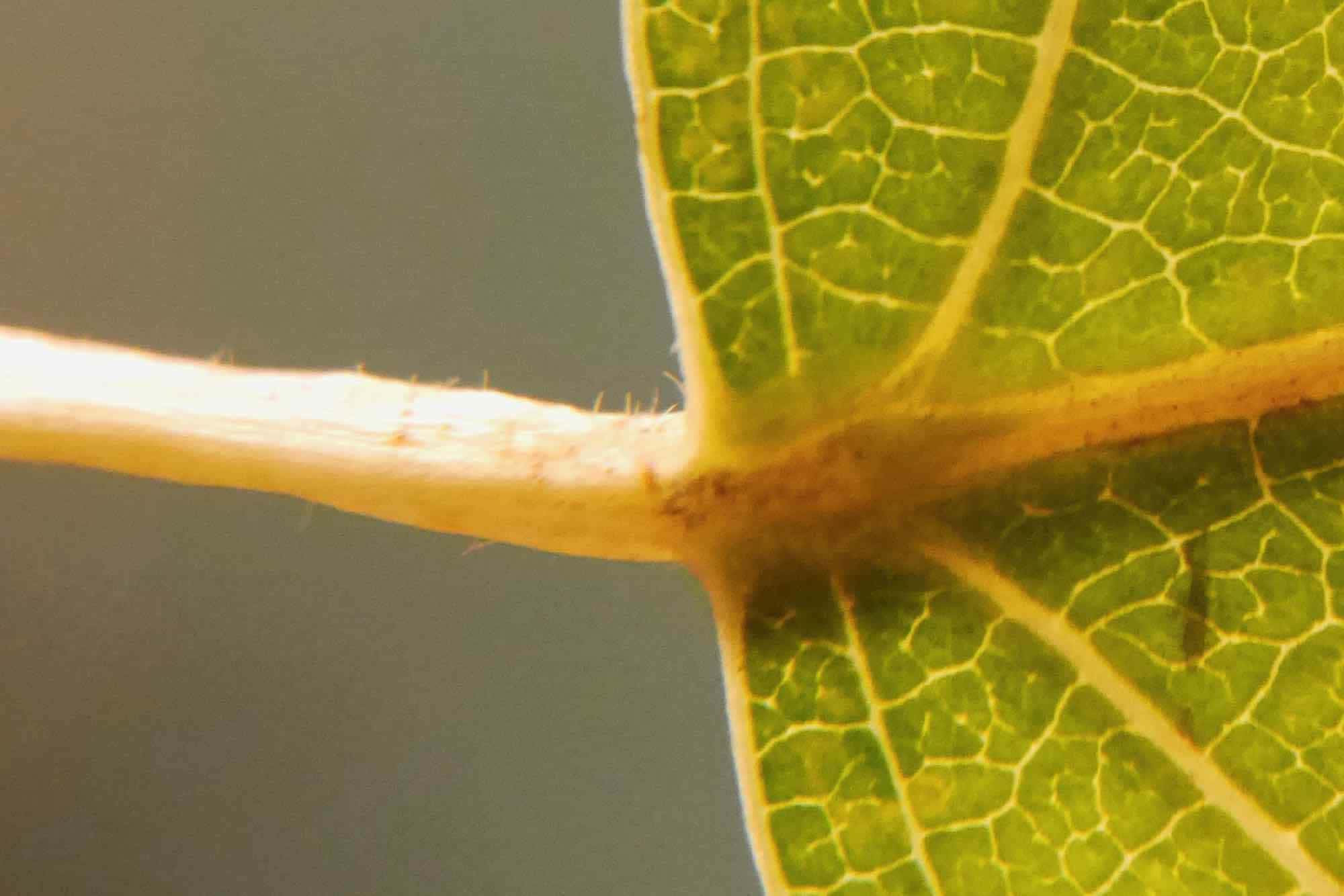 Hairy petiole of Populus nigra ssp. betulifolia Svartpoppel