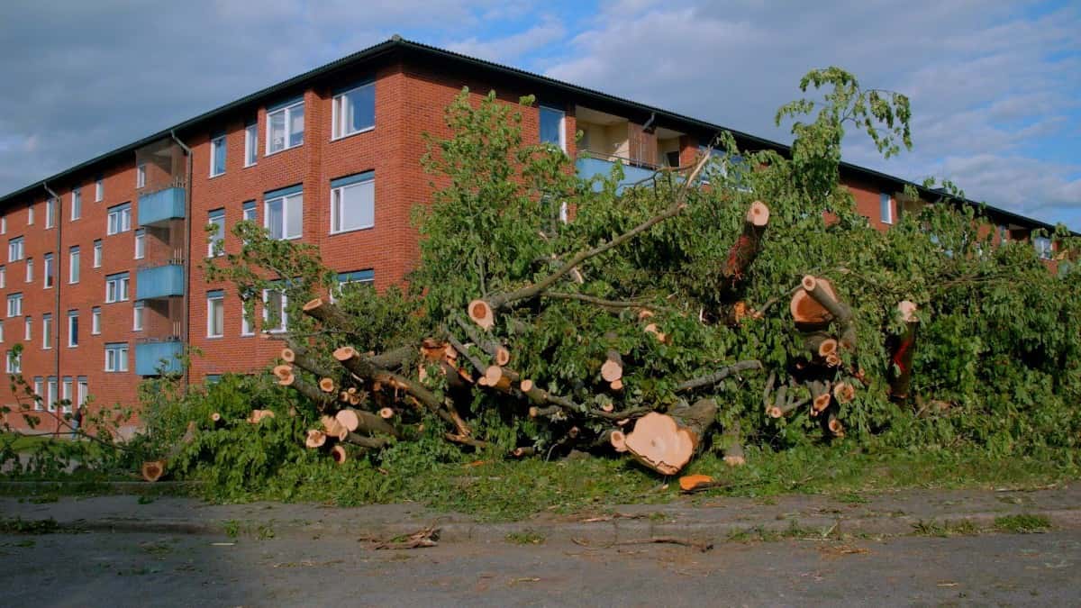Fällda träd under häckning i Göteborg