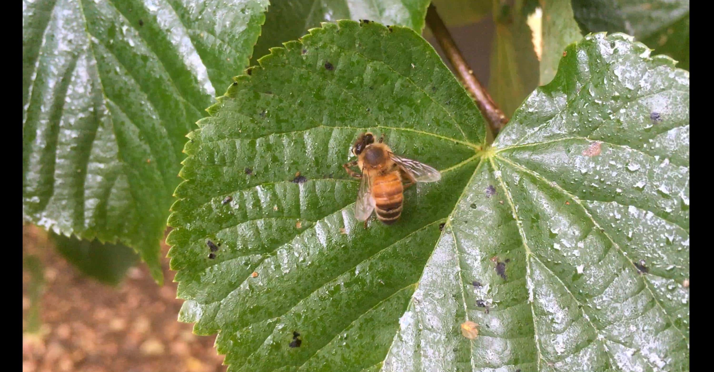 Vildbin äter honungsdagg i lidnallén i Flatås