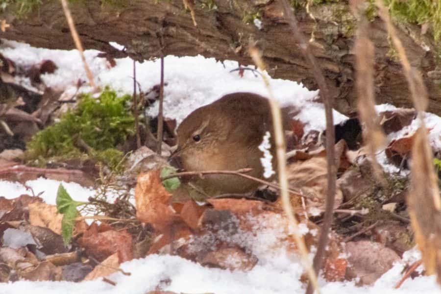 gärdsmyg i Välenskogen