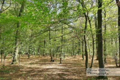 Hambacher Forst