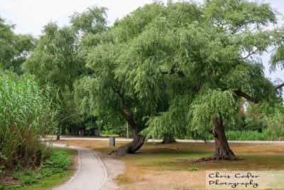 Muddy River Emerald Necklace i Boston