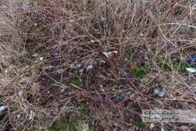 Willys Sisjön nedskräpning av Stora ån