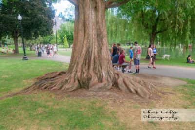 Public Garden Boston